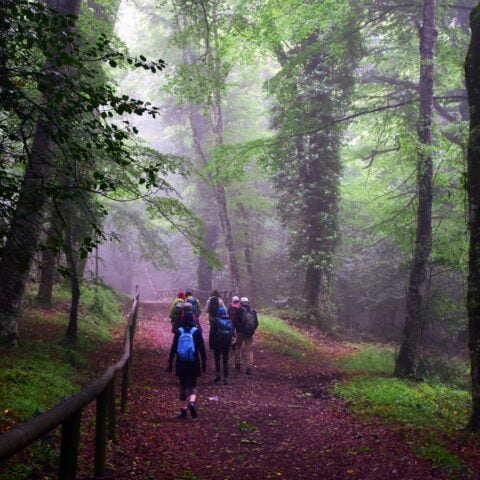 Escursione foresta umbra